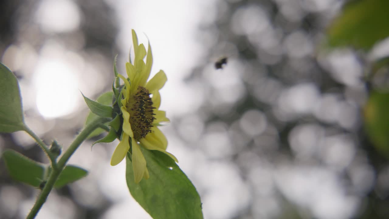 木匠蜜蜂视频下载