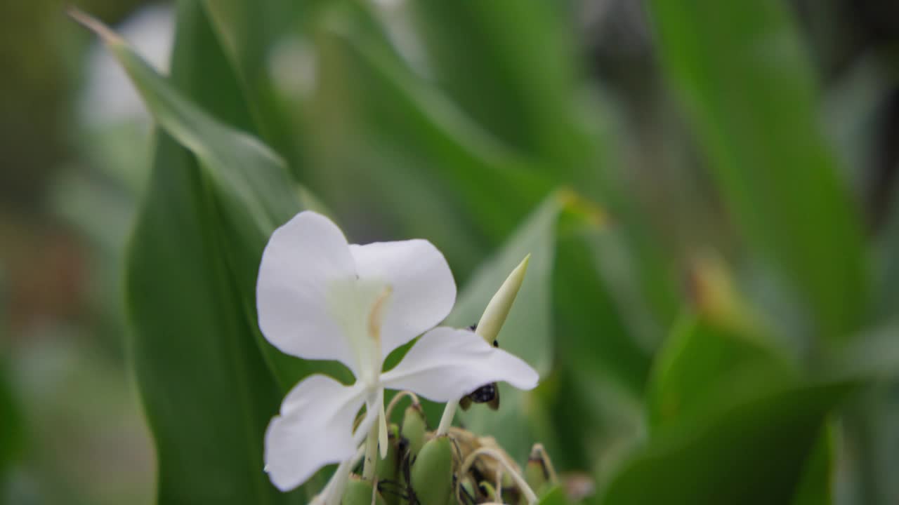 木匠蜜蜂视频下载