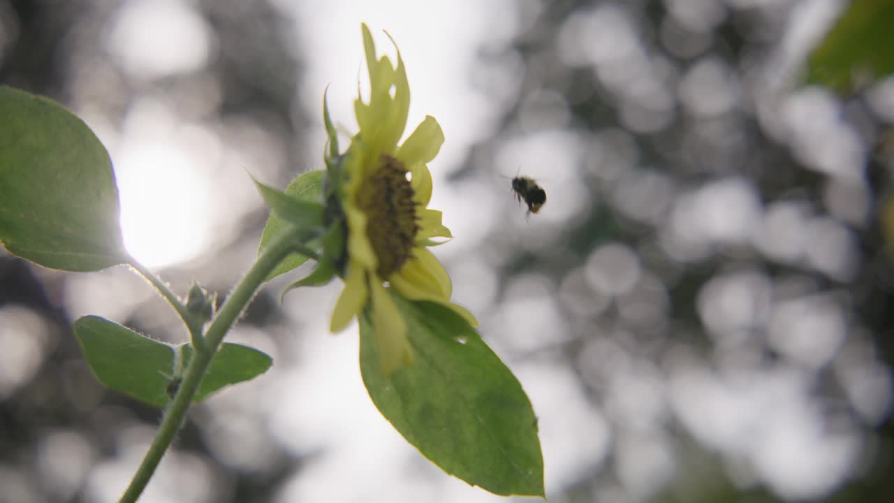 木匠蜜蜂视频下载