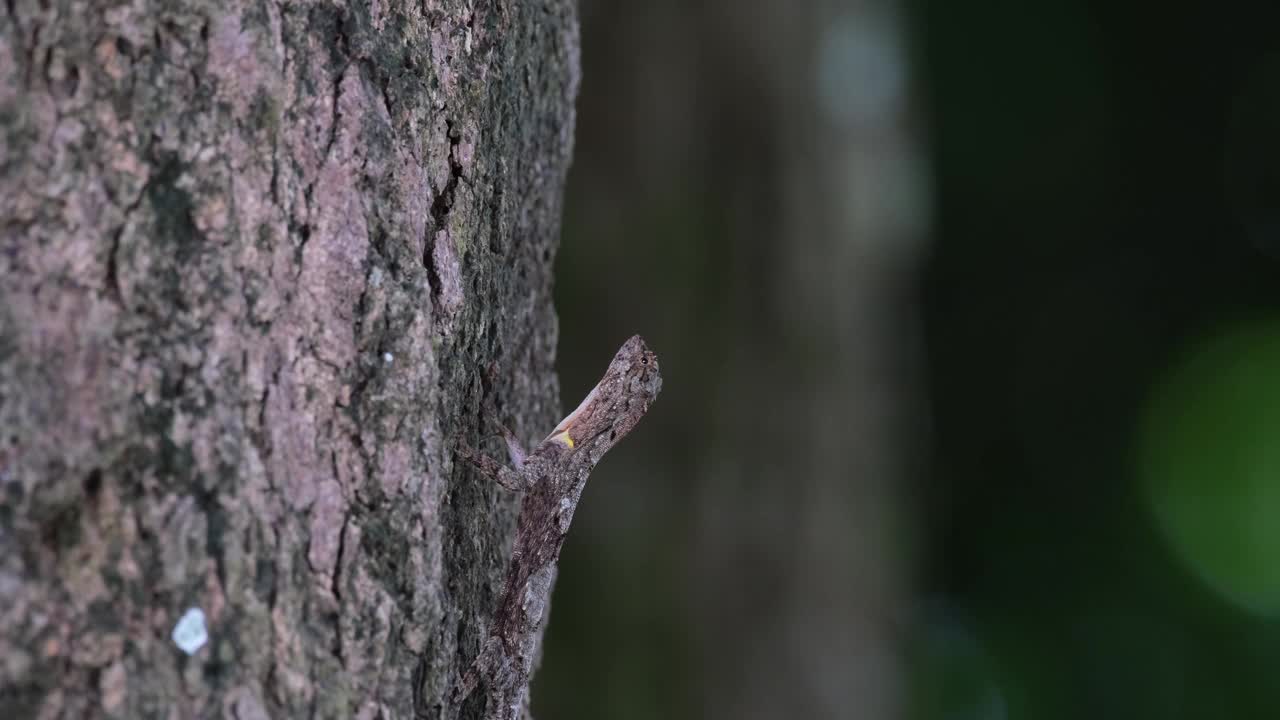 泰国斑点飞龙(斑点飞龙)在树皮上伪装时，抬起头，然后突然倾斜视频素材