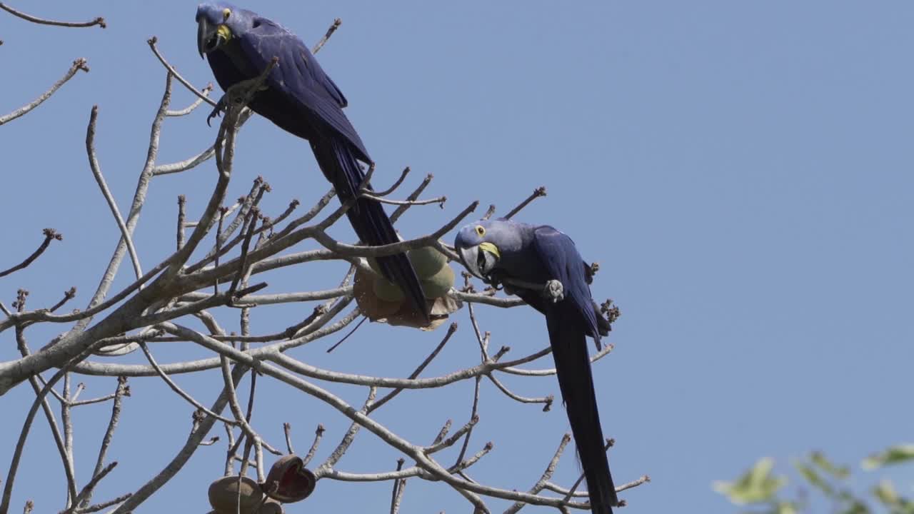 美丽的蓝色风信子金刚鹦鹉，Anodorhynchus hyacinthinus，沿着通往巴西Jofre港的trantaneira路线，爬过地球上最大的沼泽地区潘塔纳尔的树木。视频素材