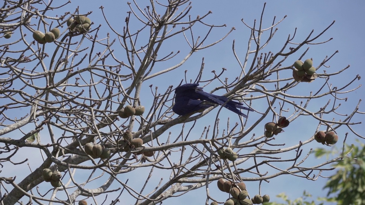 美丽的蓝色风信子金刚鹦鹉，Anodorhynchus hyacinthinus，沿着通往巴西Jofre港的trantaneira路线，爬过地球上最大的沼泽地区潘塔纳尔的树木。视频素材