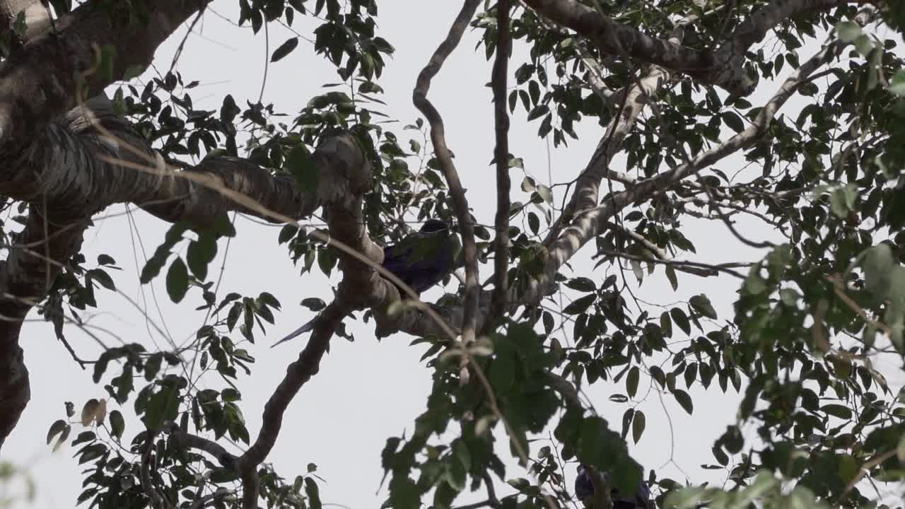 美丽的蓝色风信子金刚鹦鹉，Anodorhynchus hyacinthinus，沿着通往巴西Jofre港的trantaneira路线，爬过地球上最大的沼泽地区潘塔纳尔的树木。视频素材