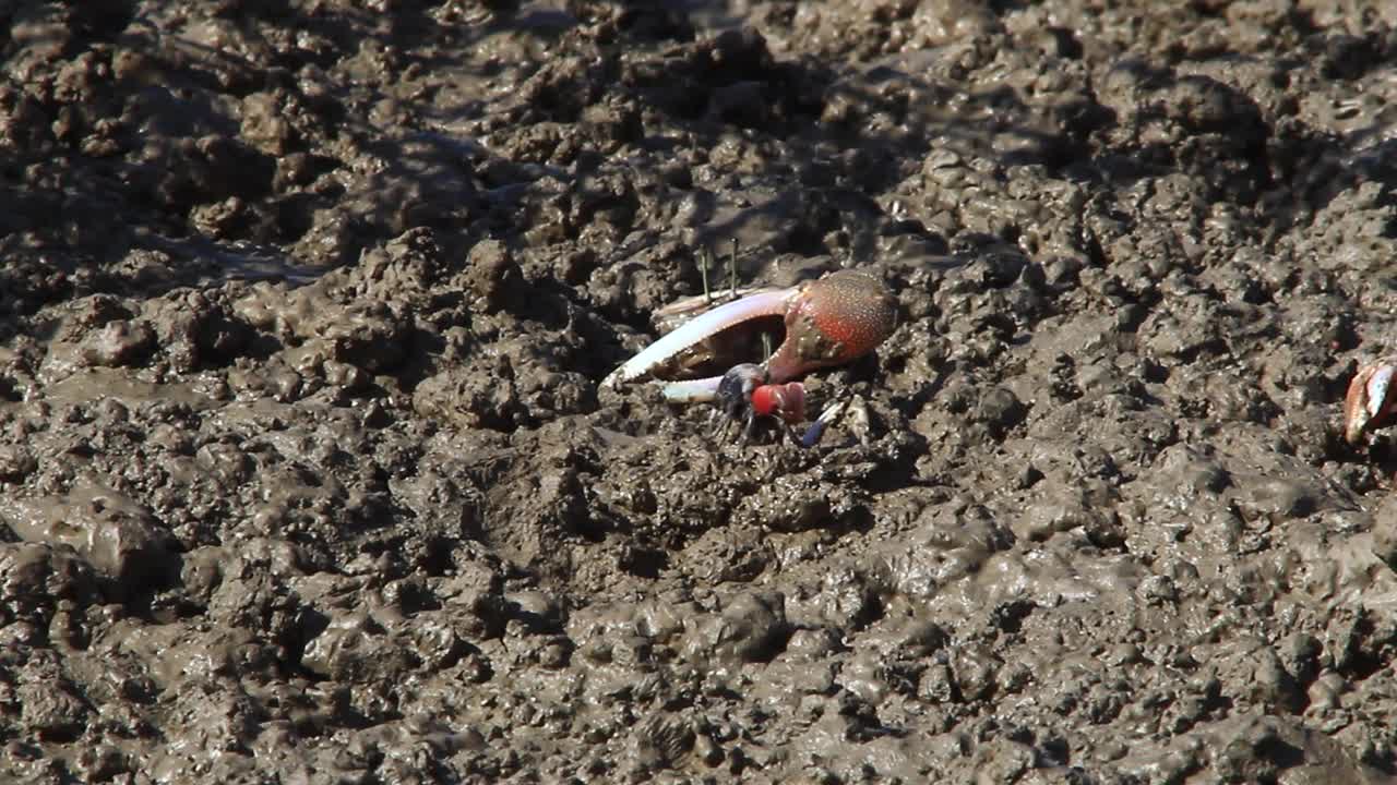 招潮蟹(Tubuca arcuata)在韩国仁川江华郡河堤面长湖路的泥滩上视频素材