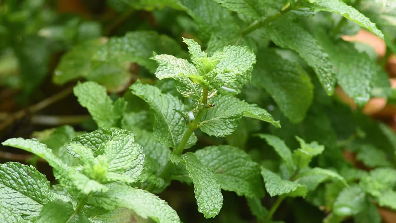 薄荷植物(Mentha spicata)叶子的细节图视频素材