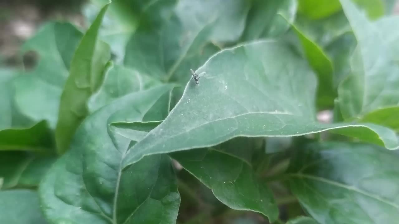 带翅膀的蚂蚁视频素材