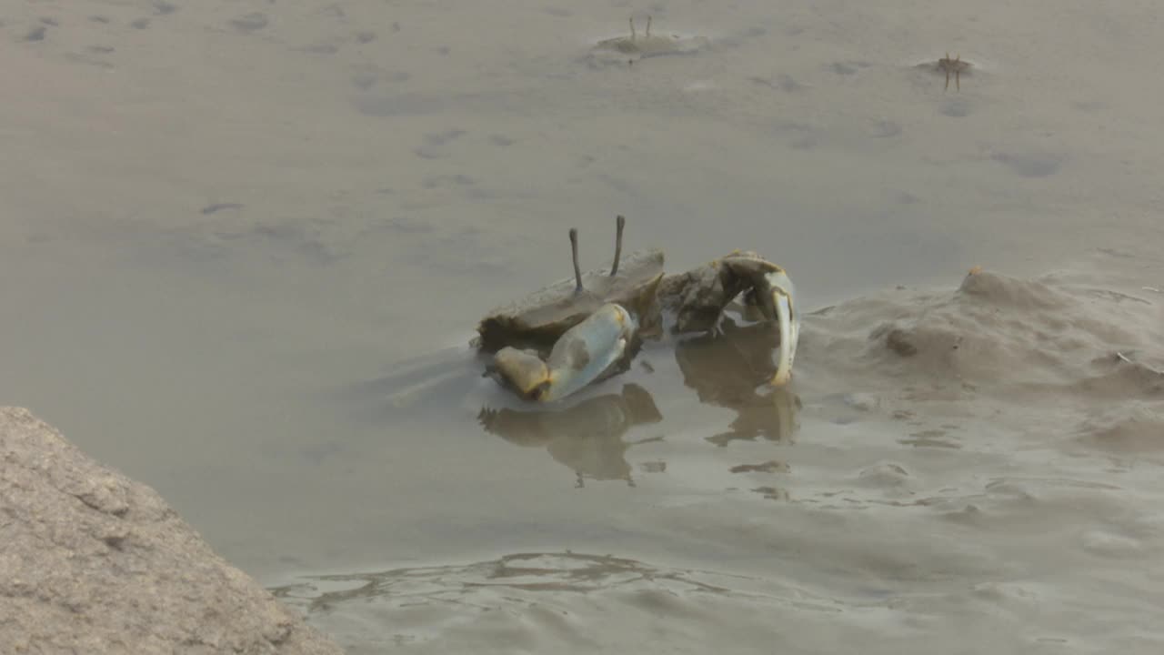 在韩国仁川江华郡东巨岛吉相面泥滩上进食的前驱蟹(Macrophthalmus japonicus)视频素材