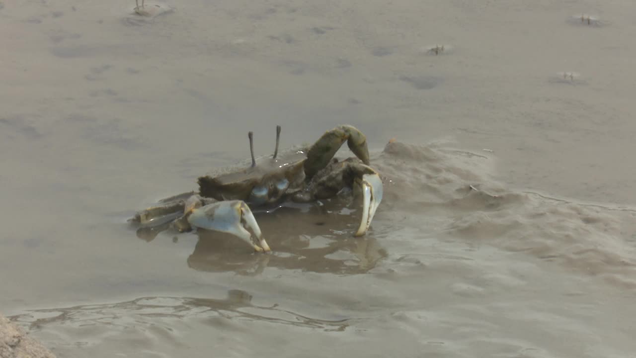 在韩国仁川江华郡东巨岛吉相面泥滩上进食的前驱蟹(Macrophthalmus japonicus)视频素材