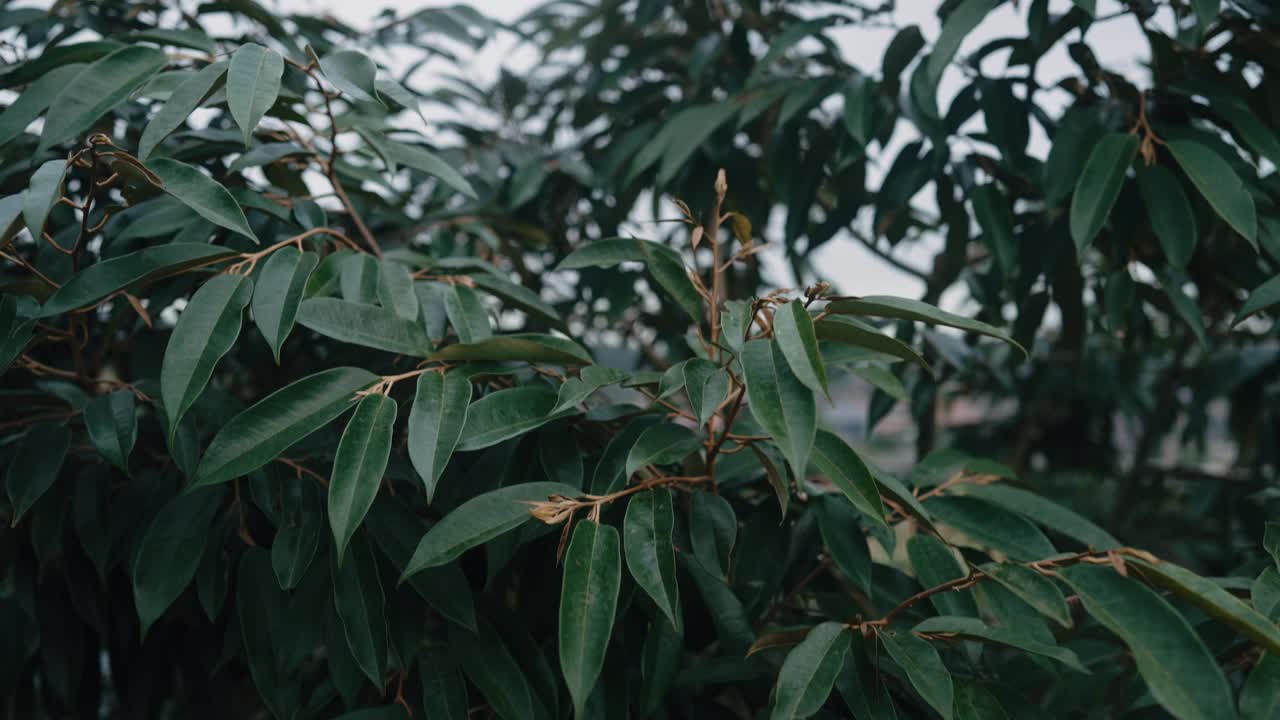 美丽的景观榴莲树干和绿叶榴莲赭石农业农场景观与高山视频素材