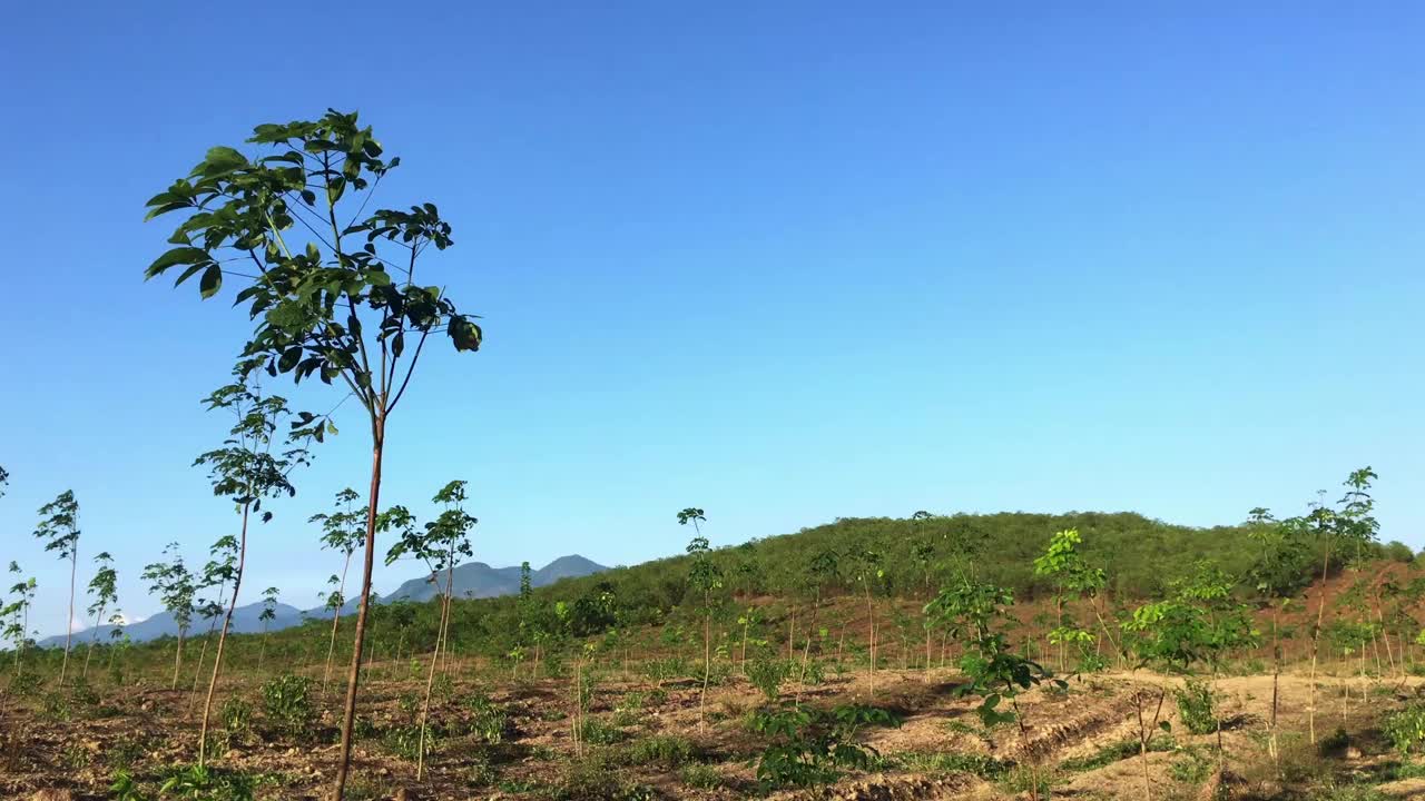 橡胶树，乳胶橡胶种植园视频素材