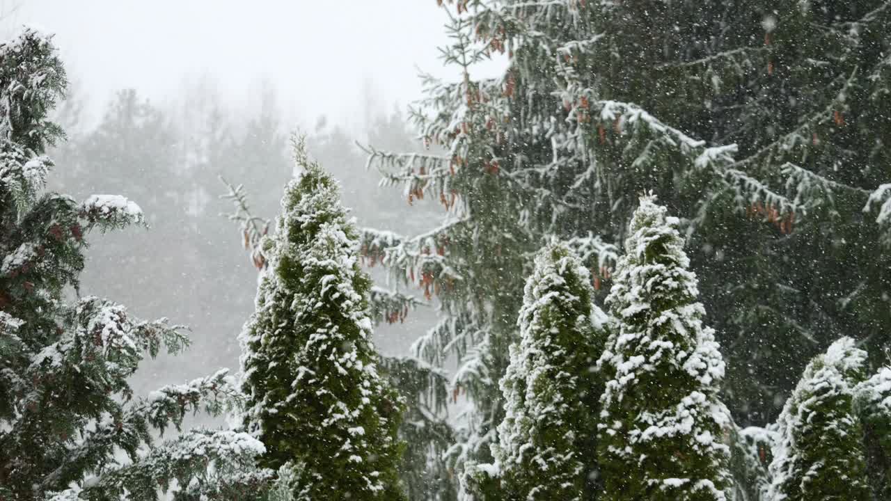 美丽的冬季雪景。迷人的冬天在森林里，雪落在树上。降雪背景下的松树枝。雪花飘落的慢动作冬季景观。视频素材