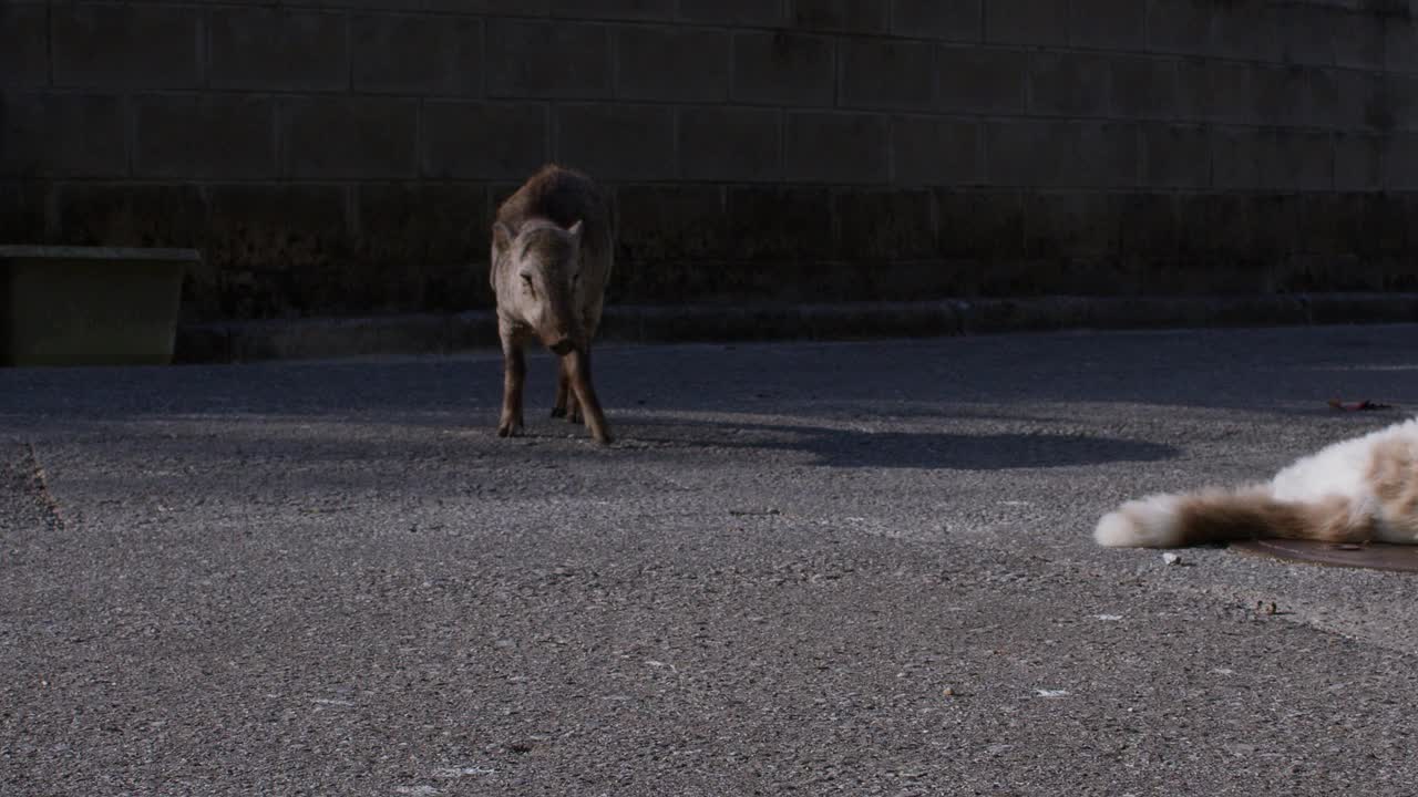 一只日本野猪问候一只猫。视频下载