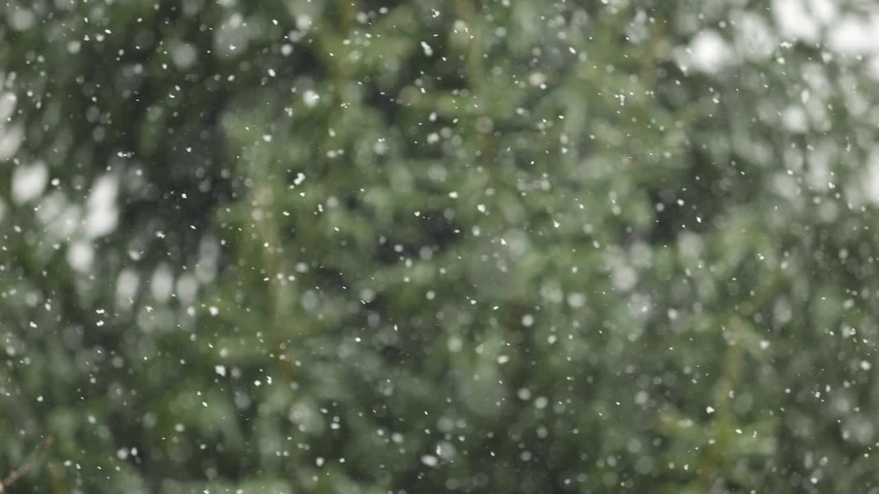 美丽的冬季雪景。迷人的冬天在森林里，雪落在树上。降雪背景下的松树枝。雪花飘落的慢动作冬季景观。视频素材