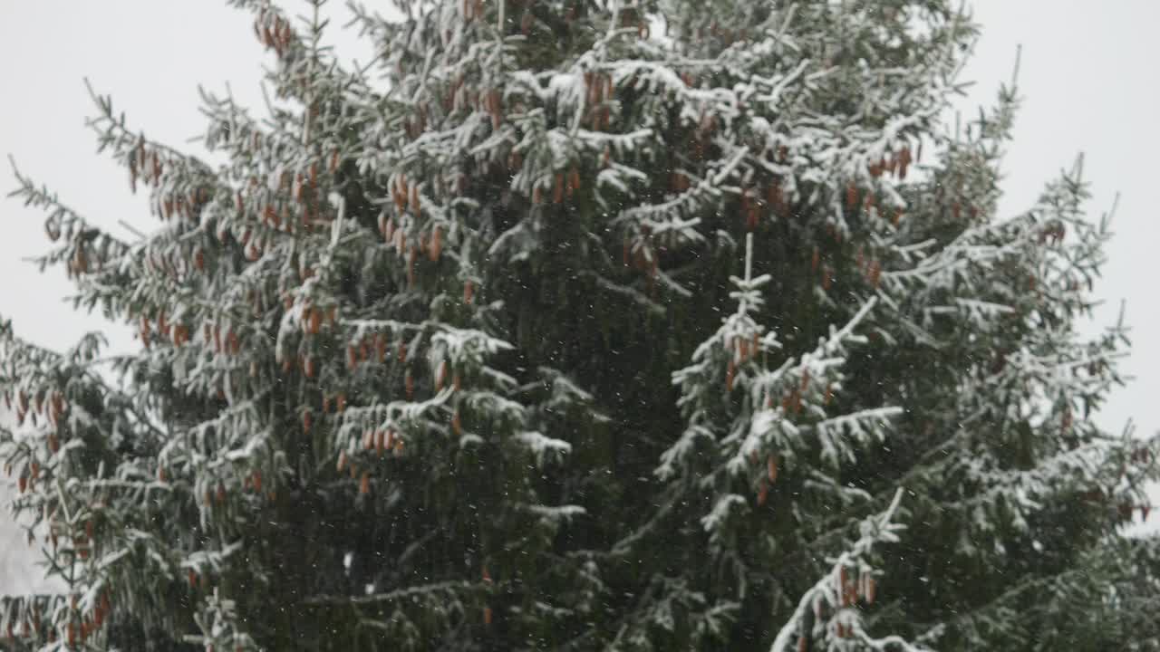 美丽的冬季雪景。迷人的冬天在森林里，雪落在树上。降雪背景下的松树枝。雪花飘落的慢动作冬季景观。视频素材