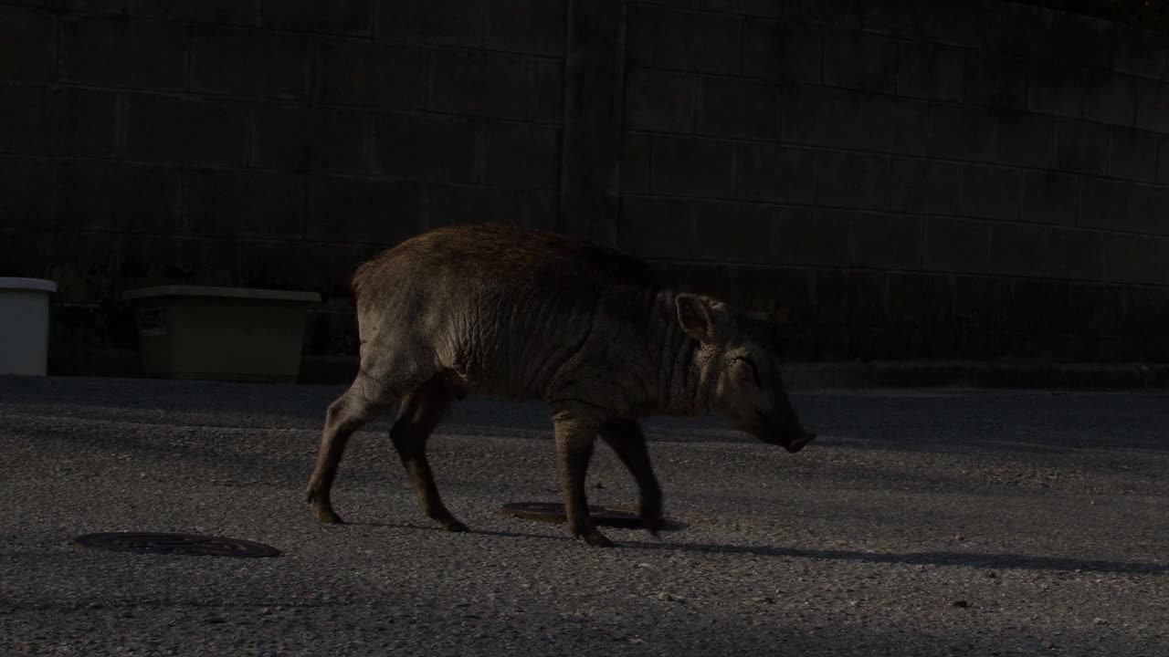 日本野猪问候家猫。视频素材