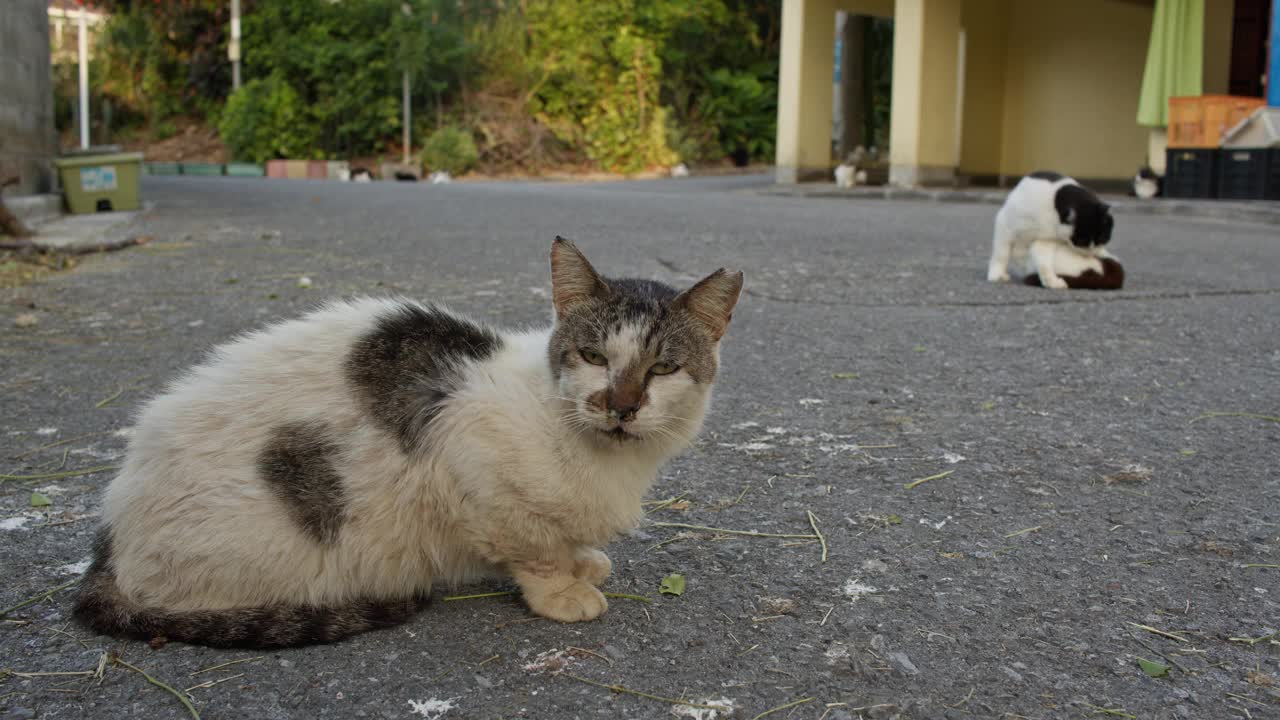 患感冒的老猫。视频下载