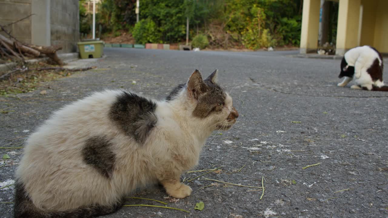 患感冒的老猫。视频下载