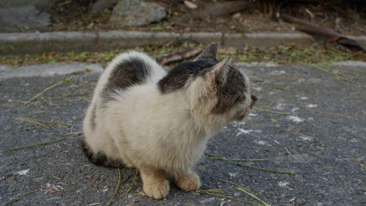 患感冒的老猫。视频素材