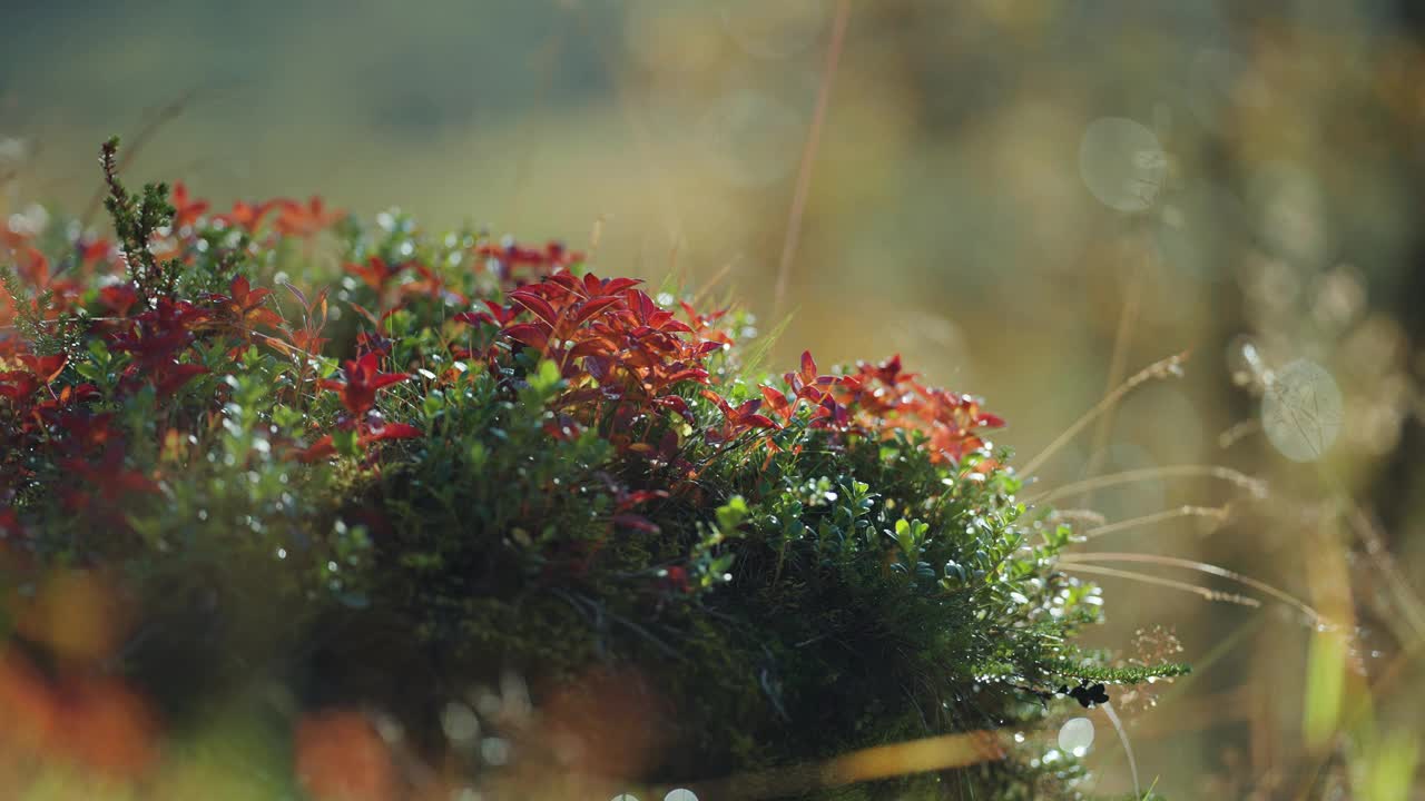 五彩缤纷的秋季苔原灌木丛中的小蓝莓灌木。背景中的太阳耀斑。近景视差镜头。视频素材