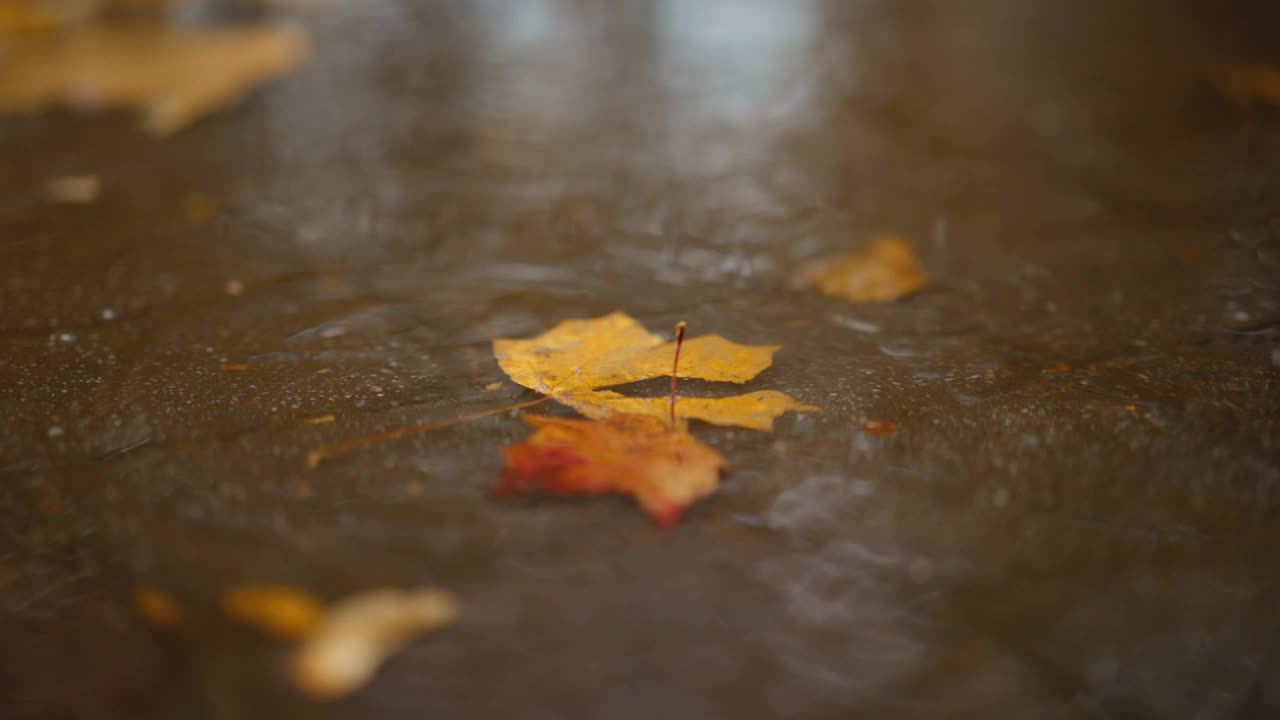 秋雨过后，人行道上堆满了湿落叶。雨滴与街道铺路板和彩色树叶模糊散景抽象4k素材视频素材