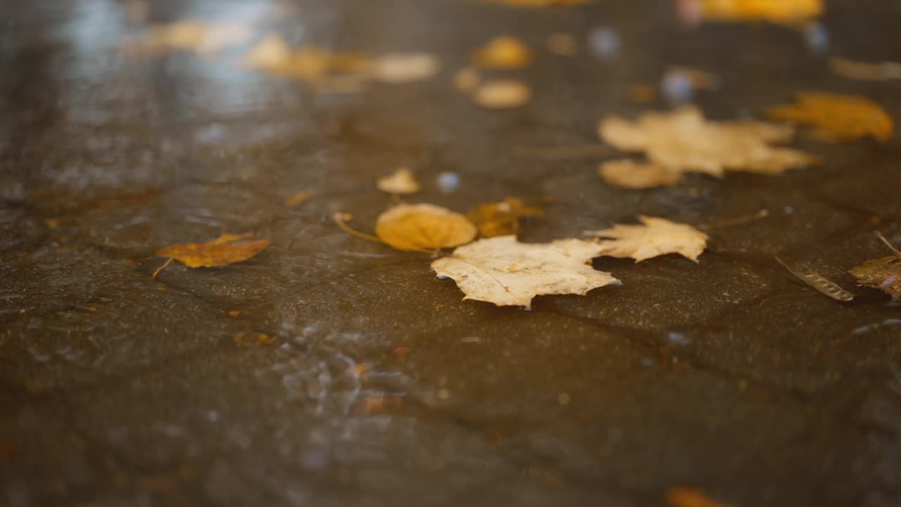 特写:雨滴落在水坑上，黄色的枫叶映在城市的人行道上。雨滴与街道铺路板和彩色树叶模糊散景抽象4k素材。视频素材