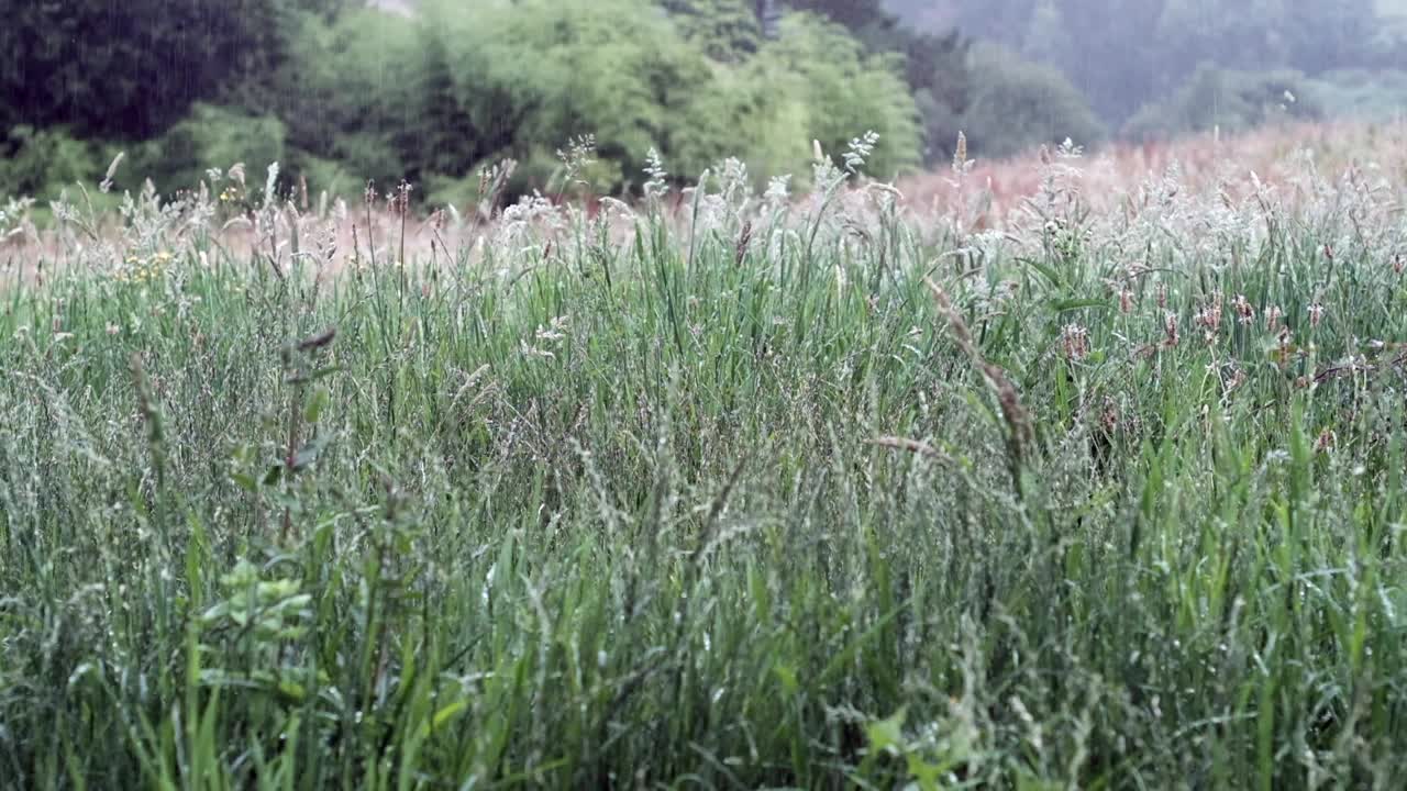 温柔的阵雨在野生植物:宁静的雨在乡村田野视频素材