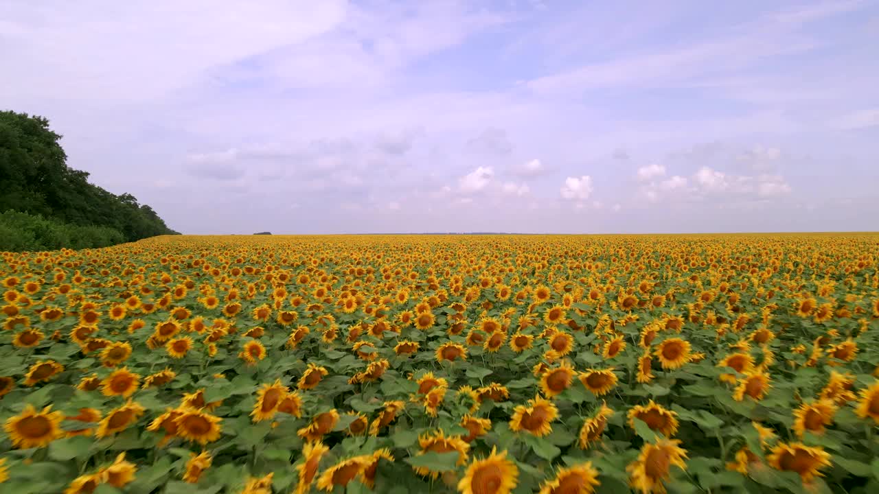 向日葵盛开的农田。夏天的风景与黄色的农田与向日葵。飞越美丽的向日葵田。视频素材