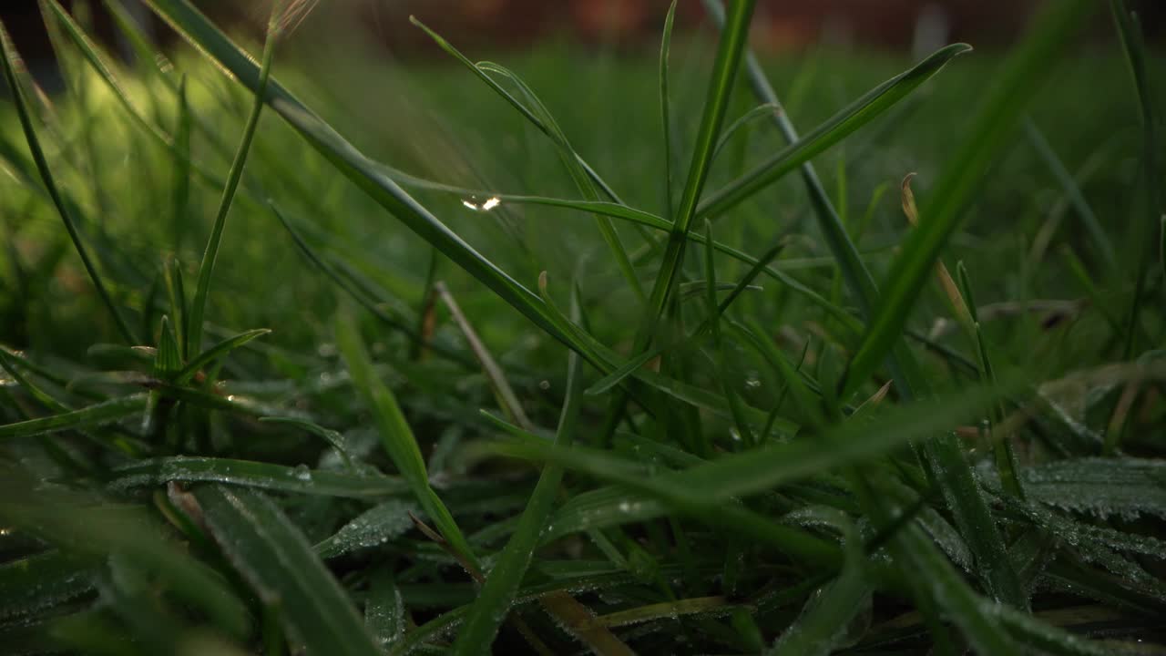 绿油油的草地上闪闪发光的露珠。特写镜头视频素材