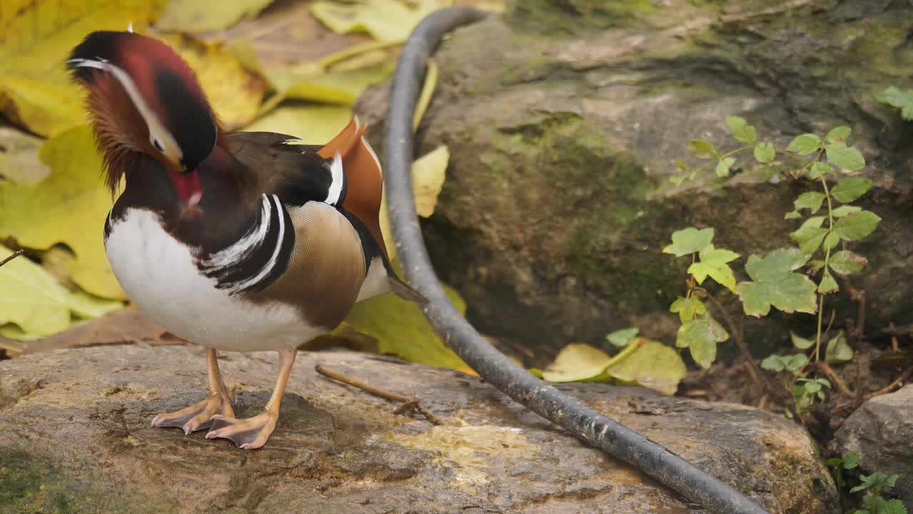 特写一只鸳鸯视频素材