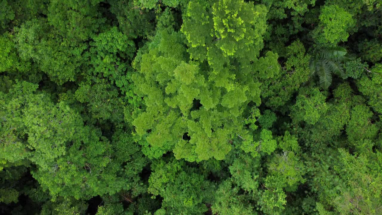 亚齐的热带森林视频下载