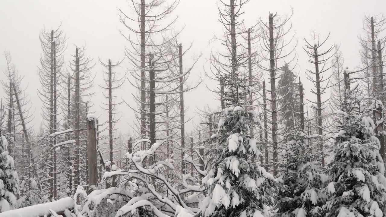 黑暗的一天，浓雾笼罩的哈茨山脉，白雪覆盖的枯树视频下载