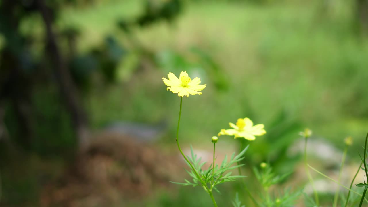 宇宙黄花视频素材