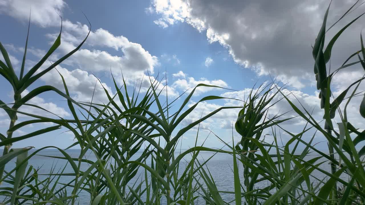 美丽的植物在风中摇曳视频下载