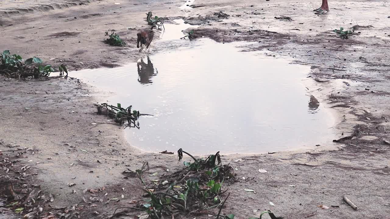 小狗在水里跑。视频下载