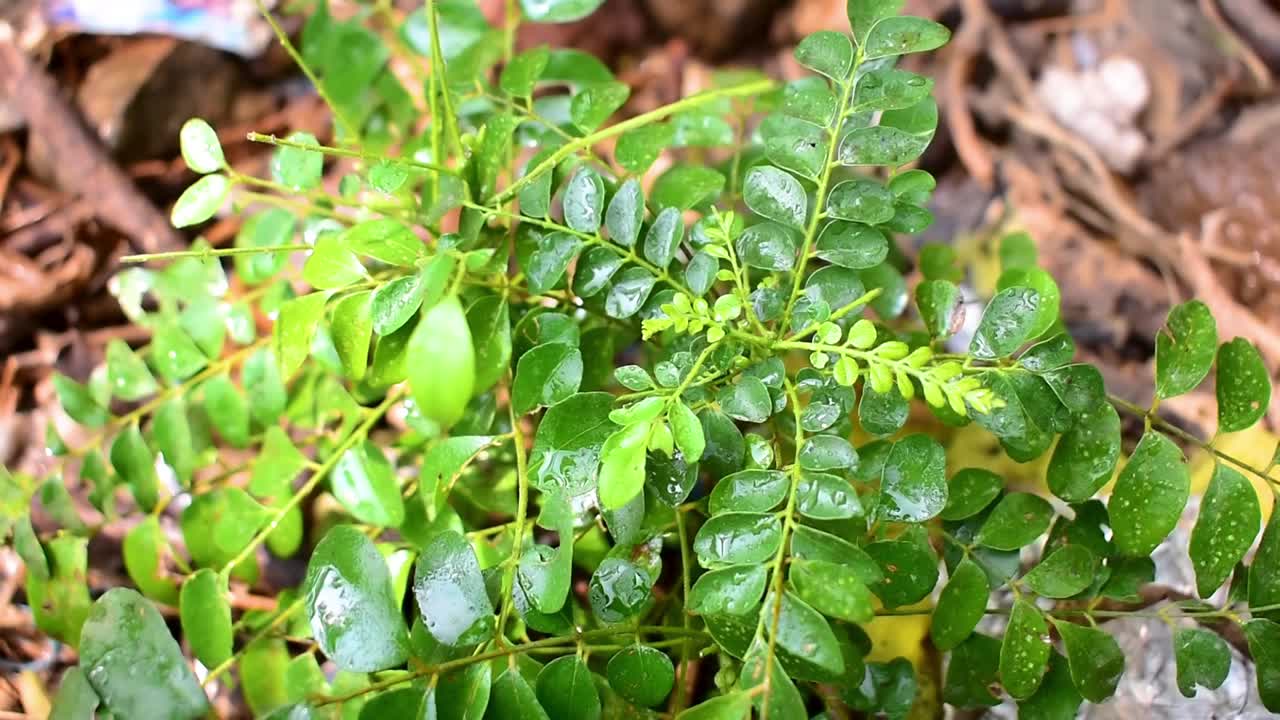 香料咖喱叶(Murraya koenigii)在树上，草本植物视频素材