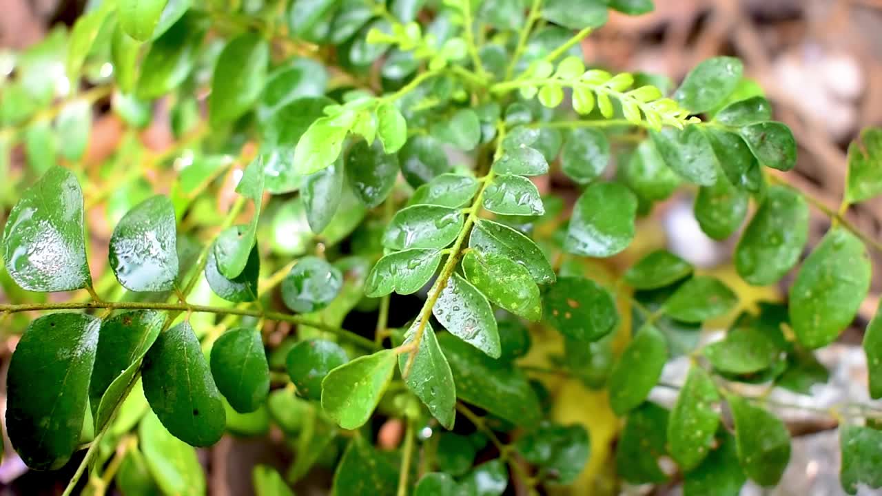 香料咖喱叶(Murraya koenigii)在树上，草本植物视频素材