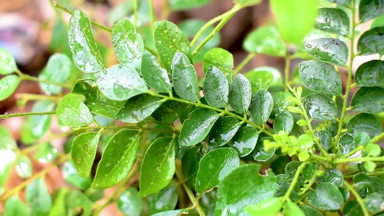 香料咖喱叶(Murraya koenigii)在树上，草本植物视频素材