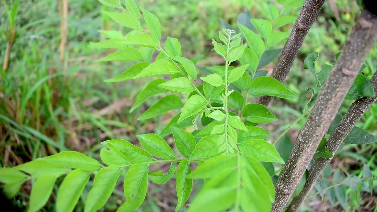 香料咖喱叶(Murraya koenigii)在树上，草本植物视频素材