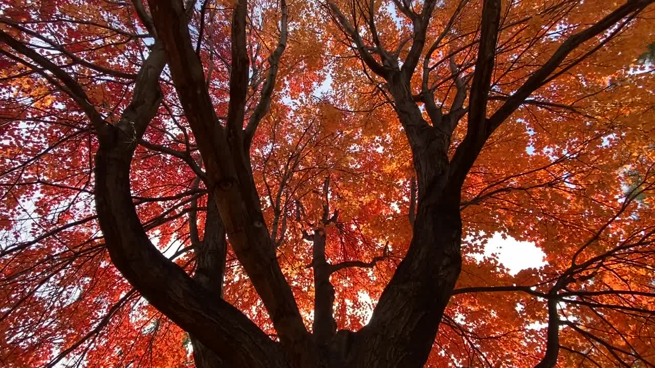 在纽约的一个公园里，仰望着透过枫叶的红叶照射进来的阳光，枫叶在秋天变换着颜色视频素材