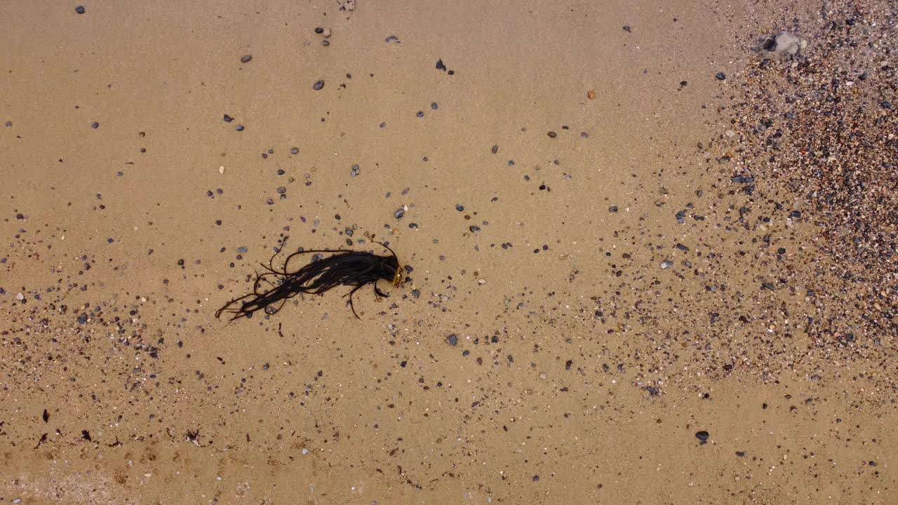 海滩上的波浪视频下载