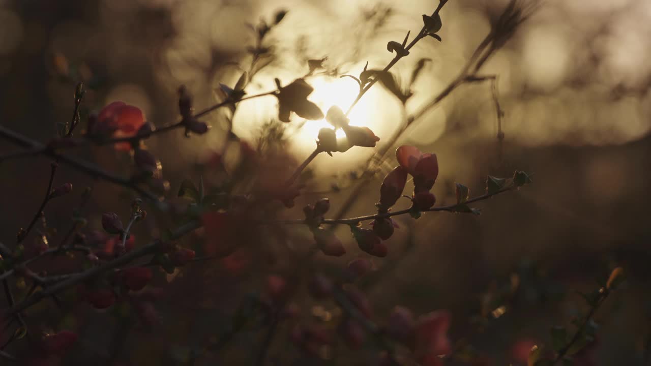 海棠树开花，夕阳轻照，花蕾开花，早春视频下载