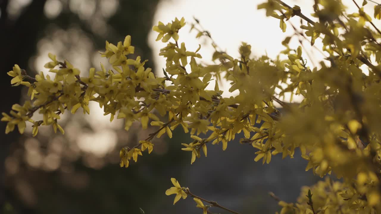 连翘，小金花，风铃花，早春视频下载