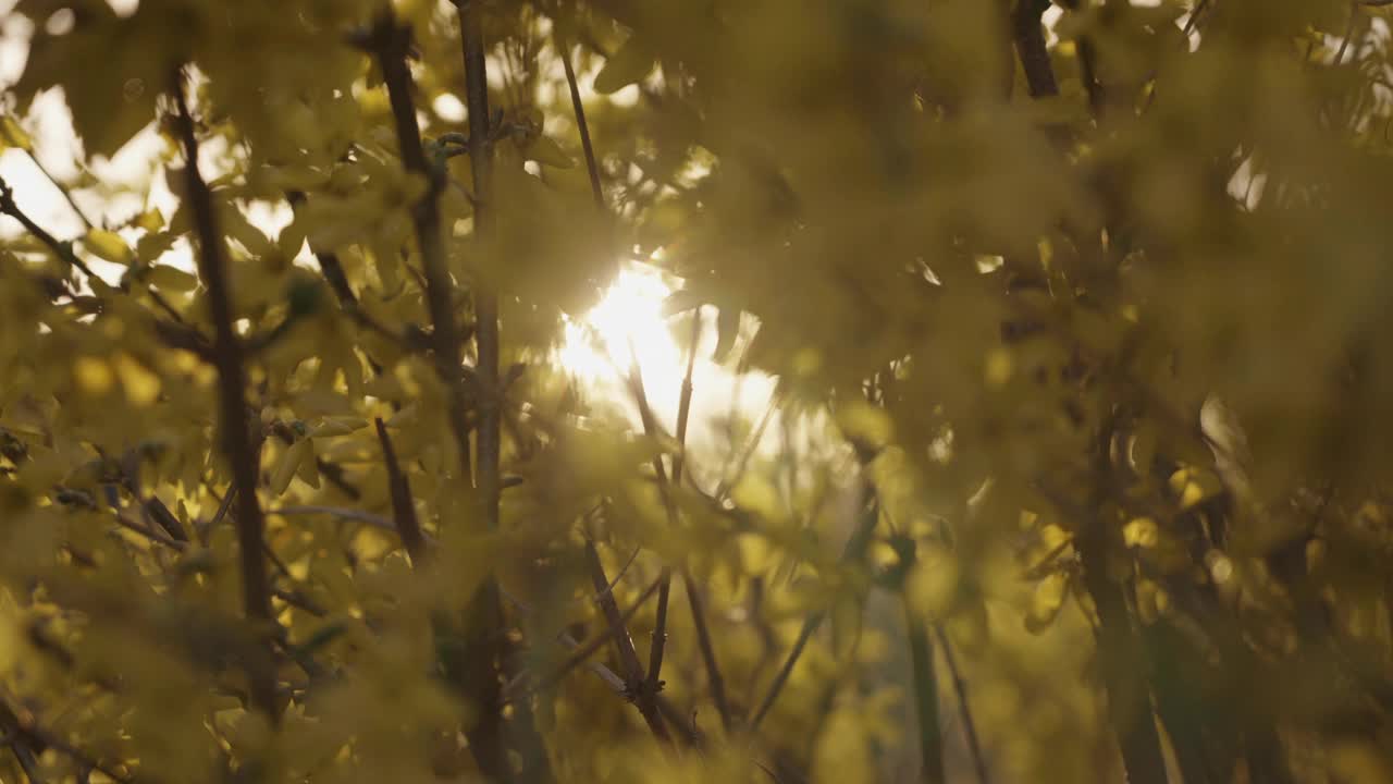 连翘，小金花，风铃花，早春视频下载