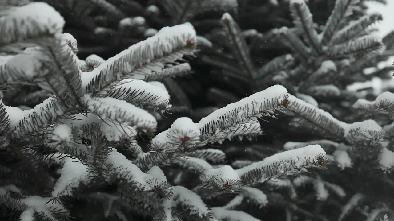 雪落在杉树的树枝上。雪从森林里的松树枝上飘落下来。缓慢的运动。视频素材