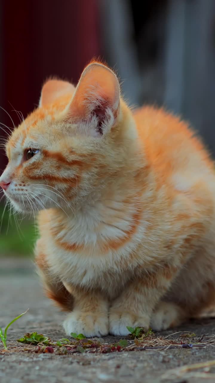 Сute姜红色和白色的小猫坐在草地上喵喵叫要求食物垂直视频素材