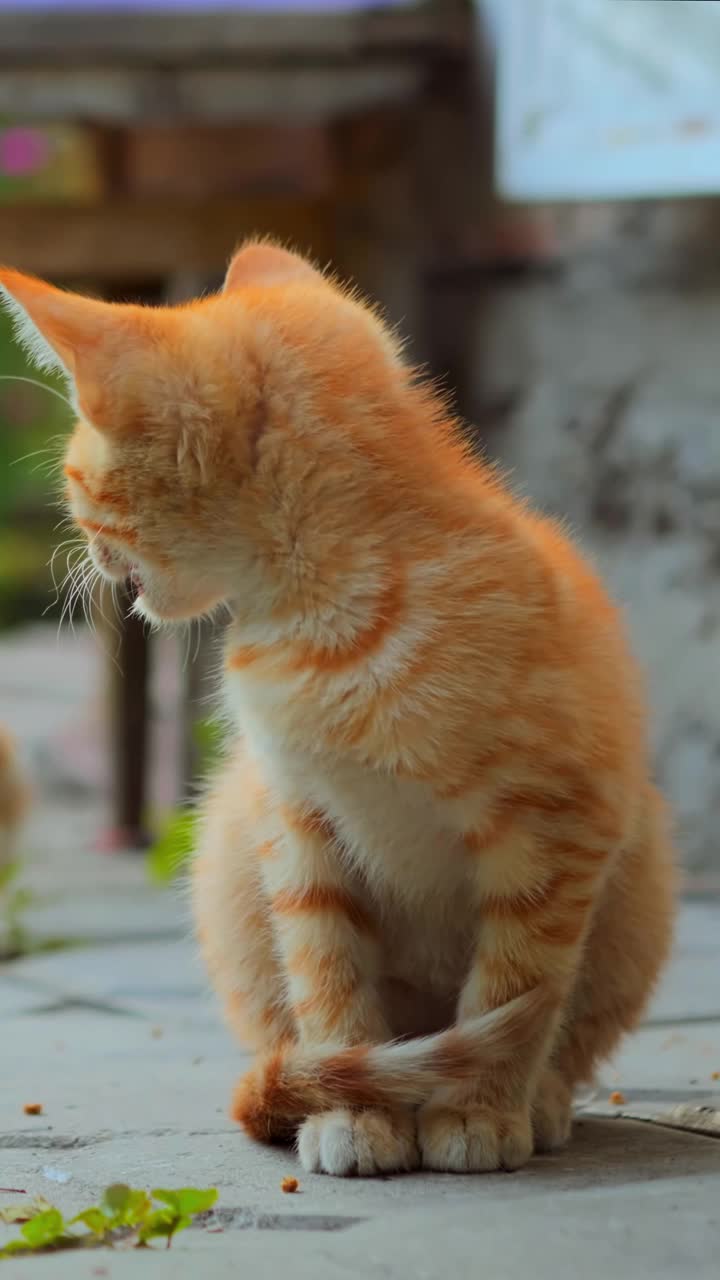 猫家，小猫和猫妈妈一起等待食物垂直视频素材