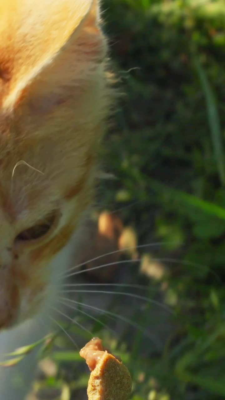 小猫追逐着一块食物，食物为猫的视角摄像机垂直拍摄视频素材