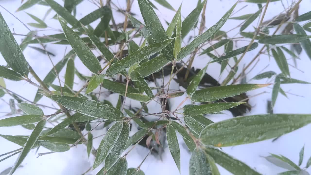 一棵毛竹在冬天的雪地里贴近竹叶视频下载