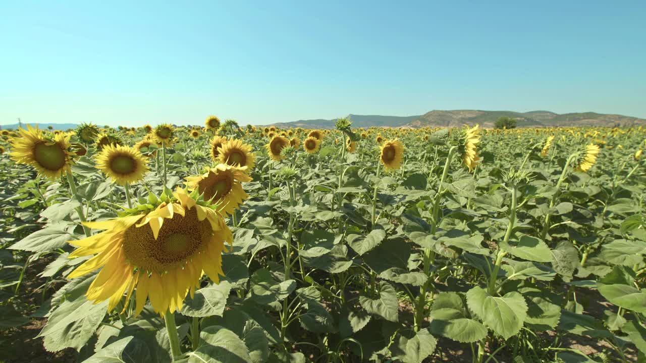 蔚蓝无云夏日的向日葵田视频素材