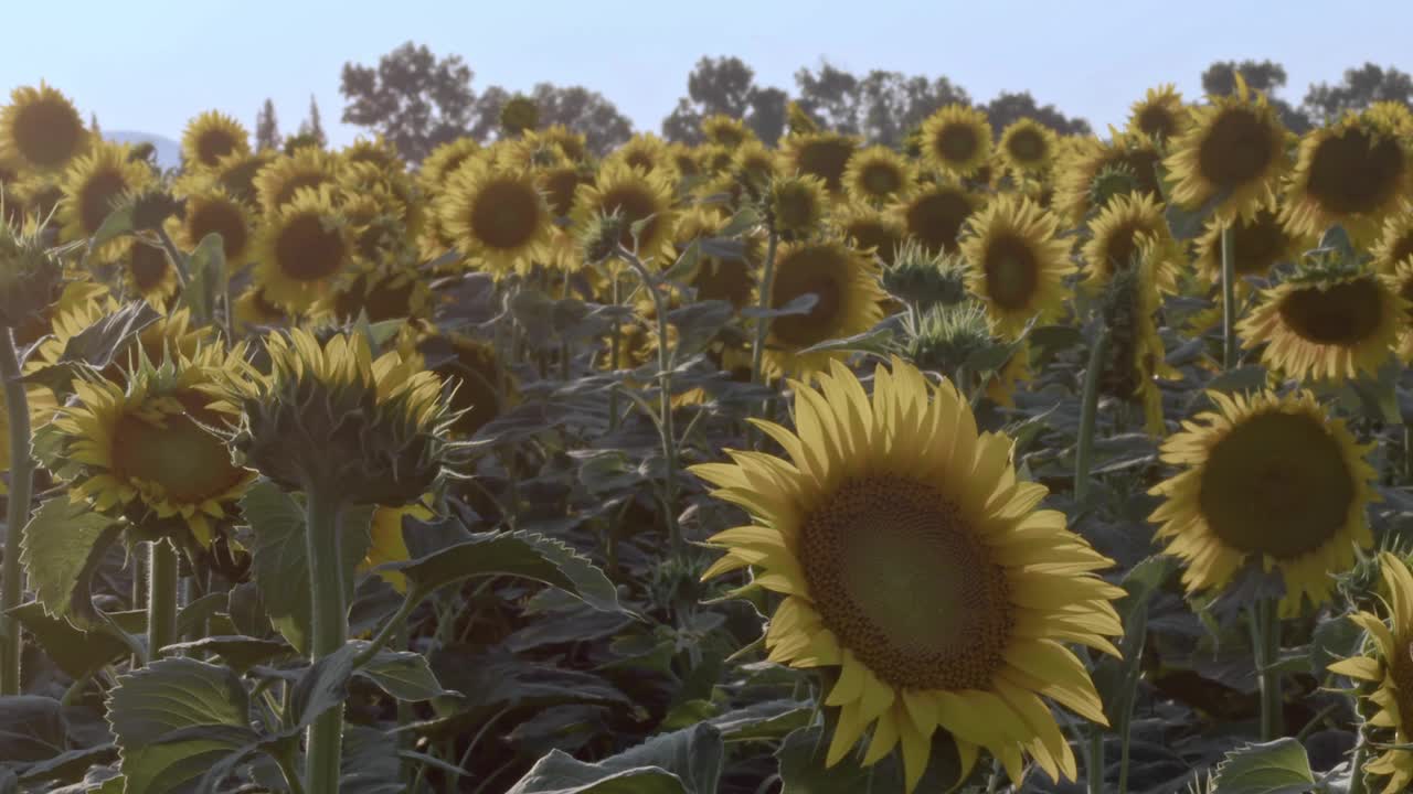 蔚蓝无云夏日的向日葵田视频素材